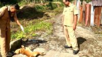 Pemko Padang Panjang imbau warga untuk melakukan pemeriksaan hewan peliharaan mereka