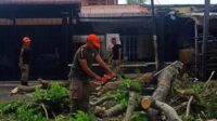 Pemotongan dan evakuasi pohon yang roboh