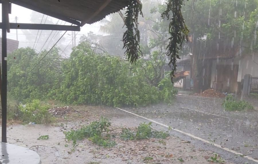 IMG-20240831-WA0127~2 Salah satu pohon tumbang di kawasan payakumbuh akibat angin puting beliung