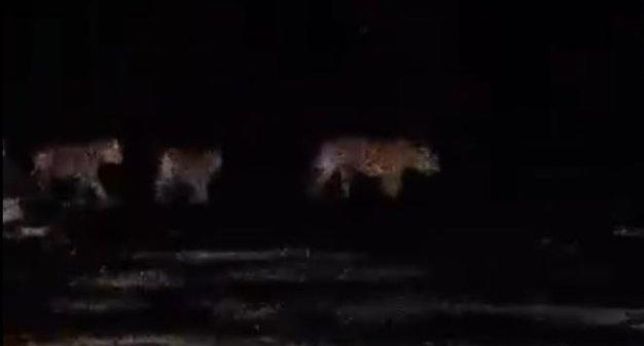 Kemunculan 4 ekor harimau di lokasi PT RAAP bikin geger warga