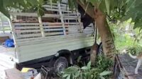 Pecah ban mobil isuzu pikup terguling dan tabrak pohon
