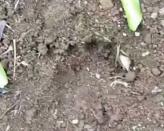 Penemuan jejak predator di kebun warga kawasan Gunuang Omeh