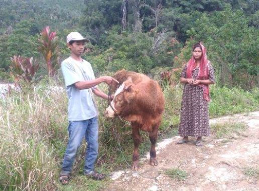 Ternak warga diserang harimau sumatera